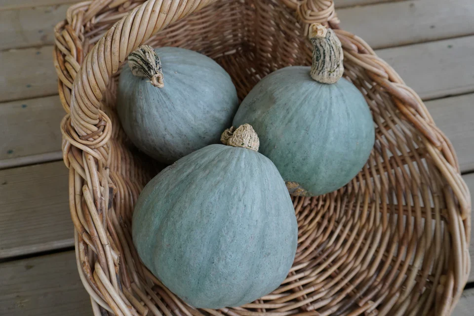 Organic Squash Baby Blue - West Coast Seeds - Image 3