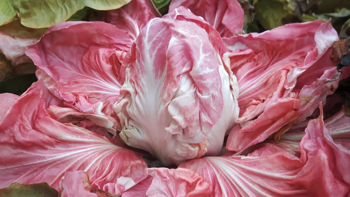 Chicory Monterosa - West Coast Seeds - Image 2