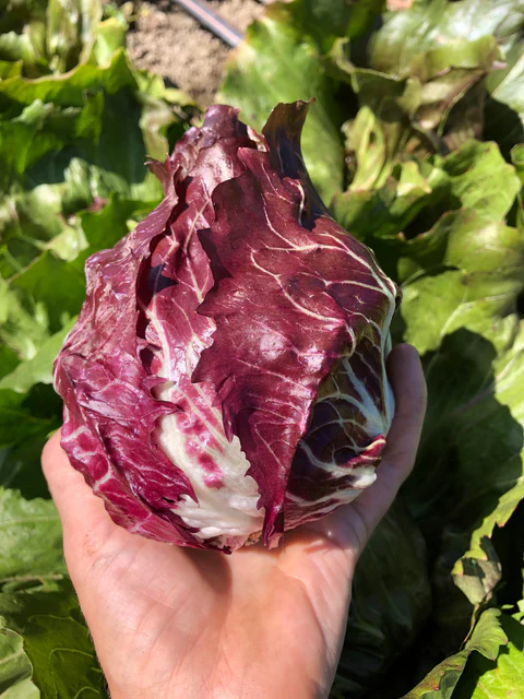 Chicory Perseo - West Coast Seeds - Image 2