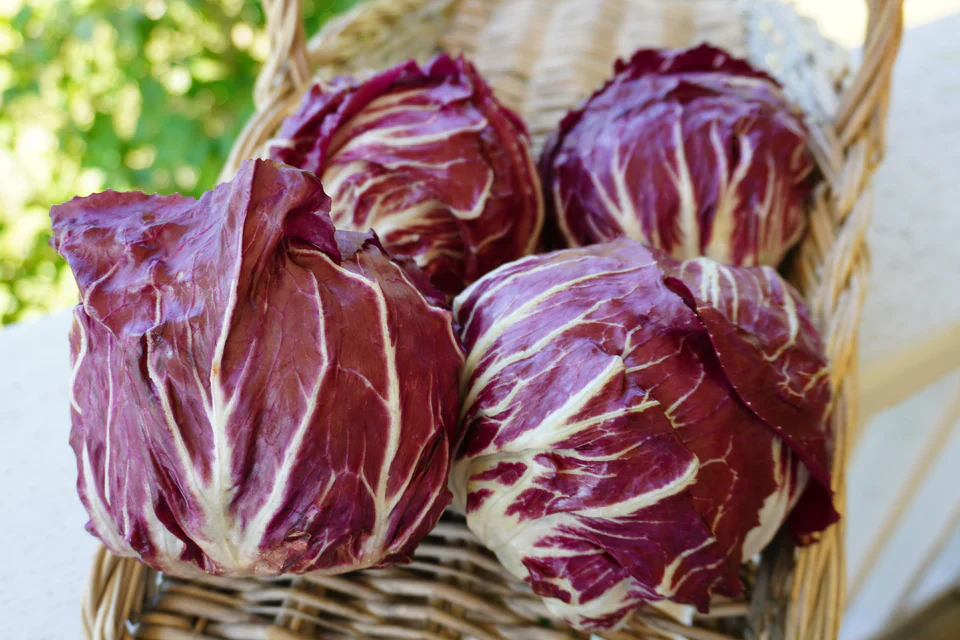 Chicory Perseo - West Coast Seeds - Image 3