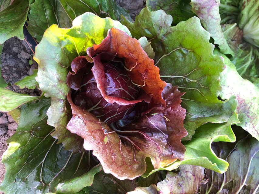 Chicory Perseo - West Coast Seeds - Image 4