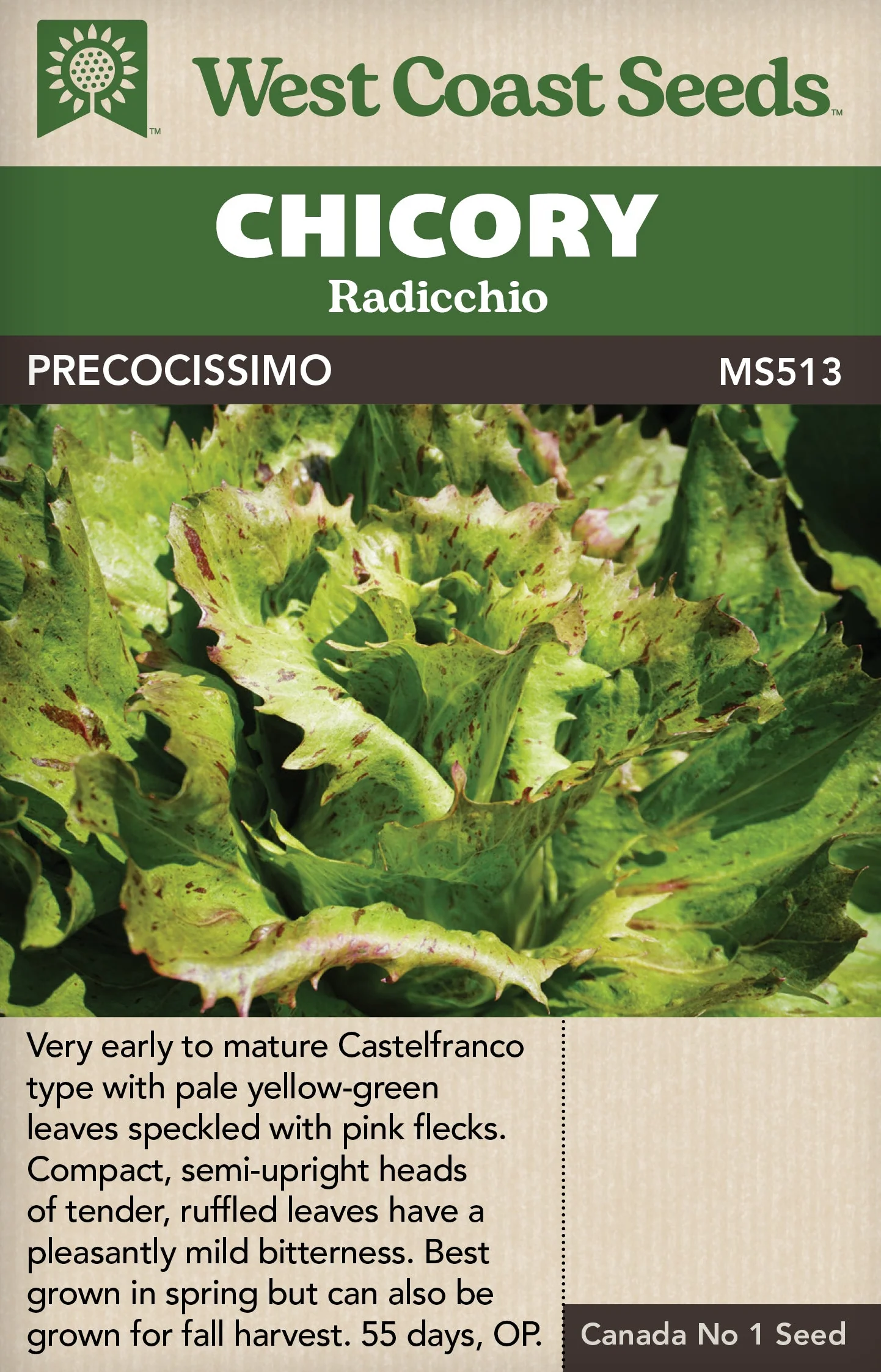 Chicory Precocissimo - West Coast Seeds