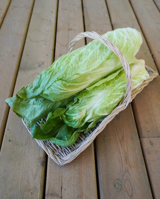 Chicory Radicchio Nettuno - West Coast Seeds - Image 2