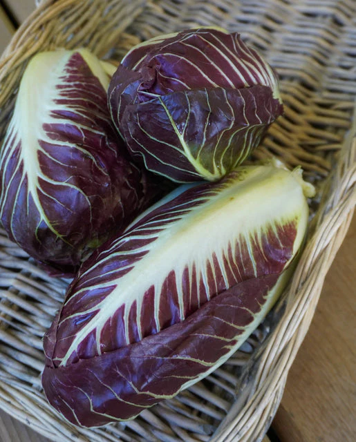 Chicory Radicchio TVG1 - West Coast Seeds - Image 2