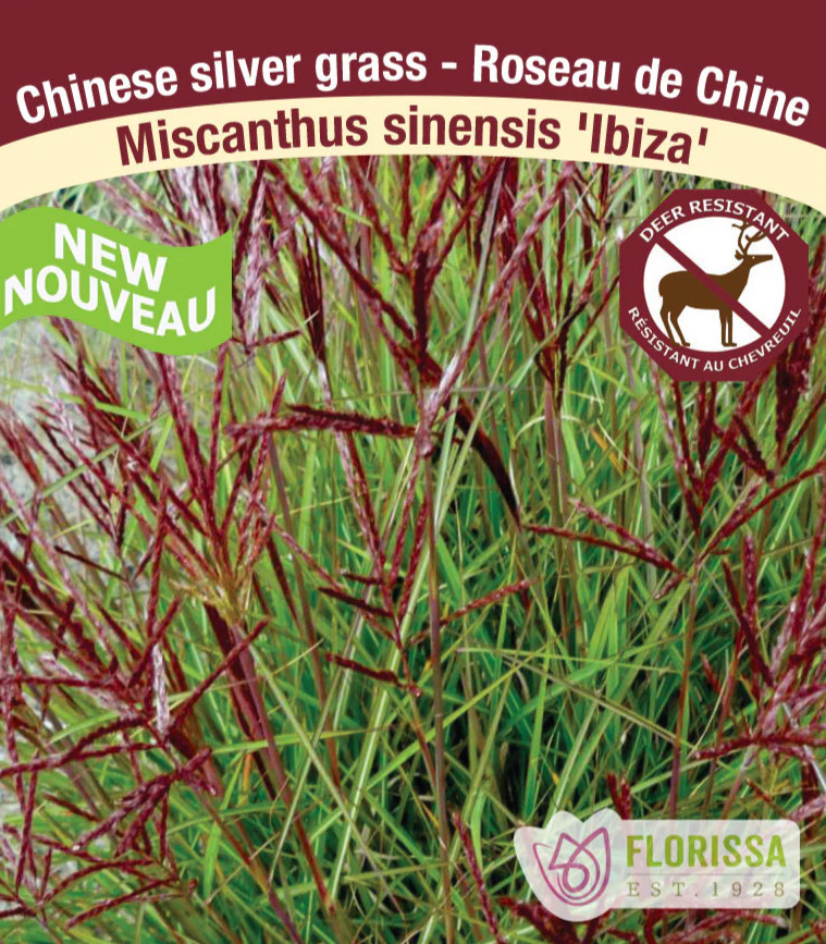 Maiden Grass - Ibiza, 1 Pack