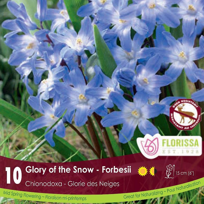 Chionodoxa - Glory of the Snow, Forbesii, 10 Pack