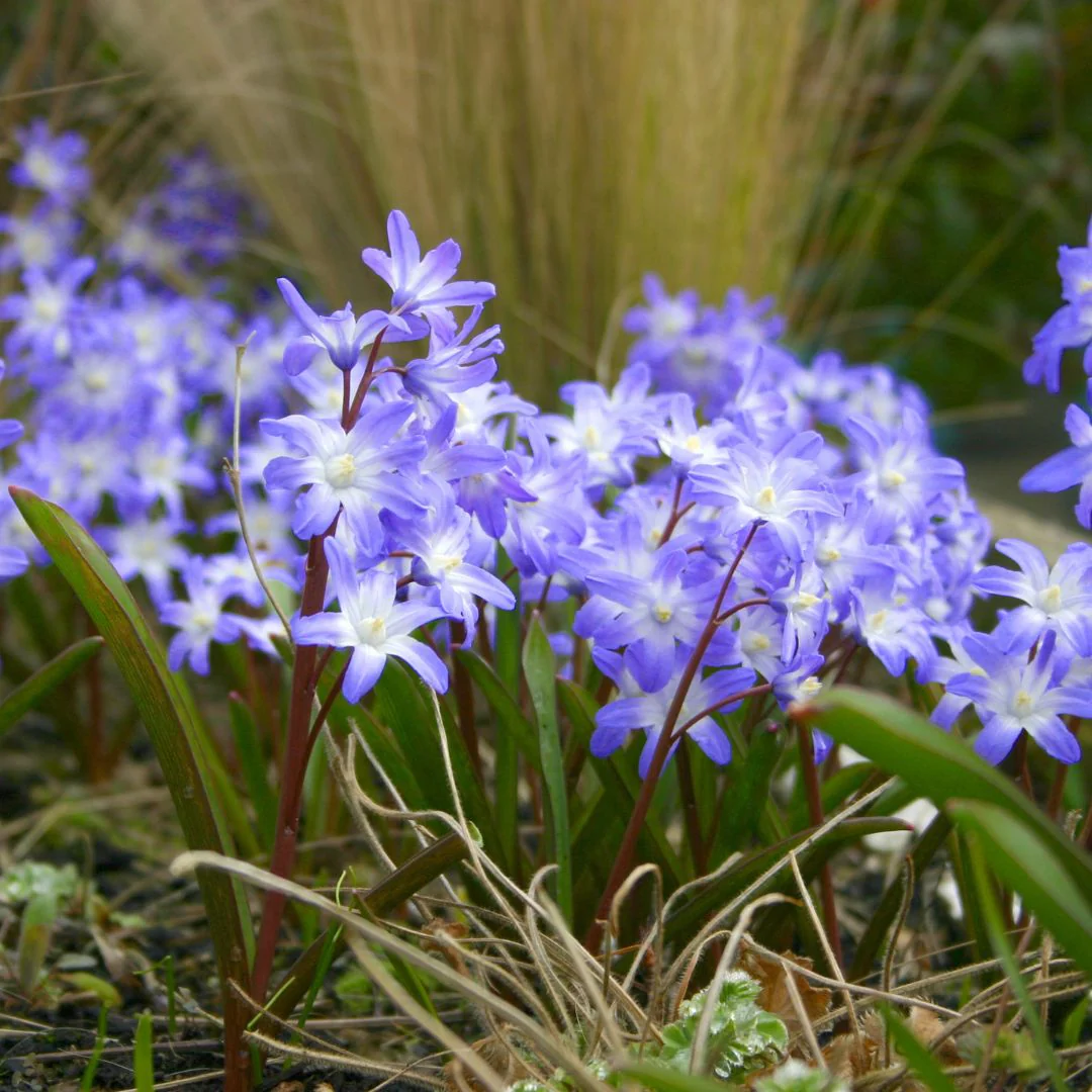 Chionodoxa - Glory of the Snow, Forbesii, 10 Pack - Image 2