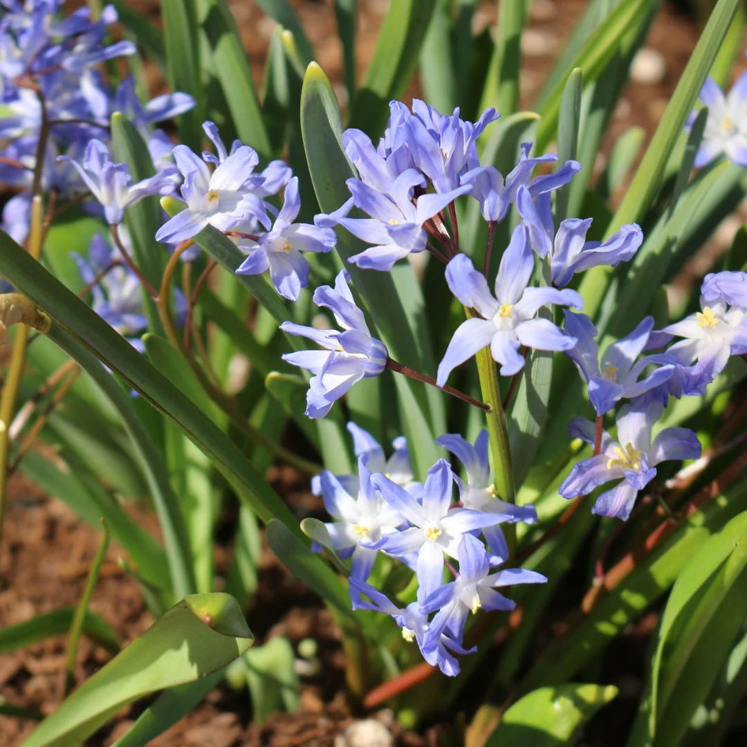 Chionodoxa - Glory of the Snow, Forbesii, 10 Pack - Image 3