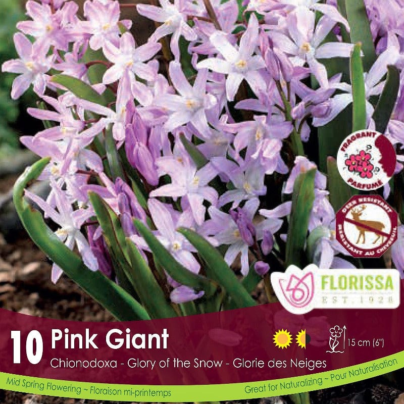 Chionodoxa - Pink Giant, 10 Pack