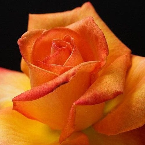 Chris Evert - Weeks Rose - Image 2