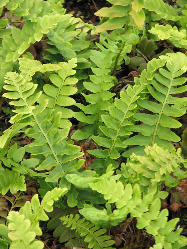 Christmas Fern - Polystichum acrostichoides, 1 Pack - Image 2