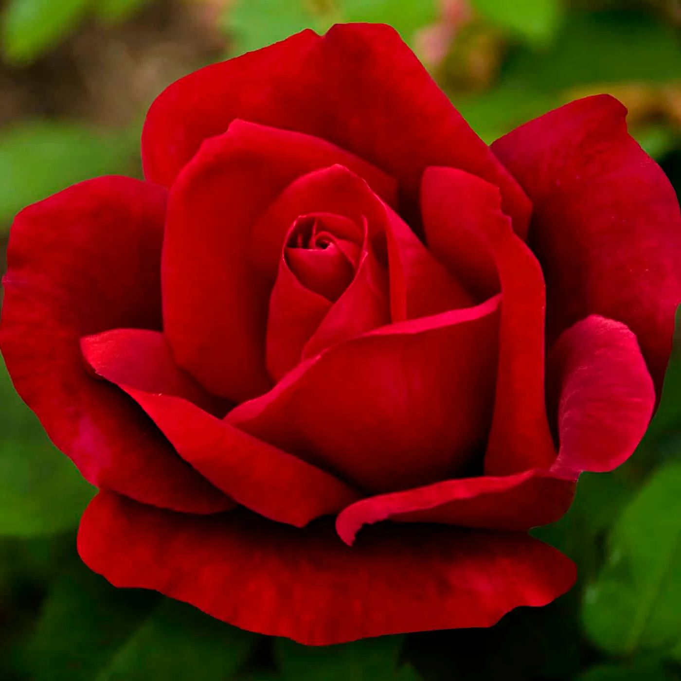 Chrysler Imperial - Star Roses and Plants
