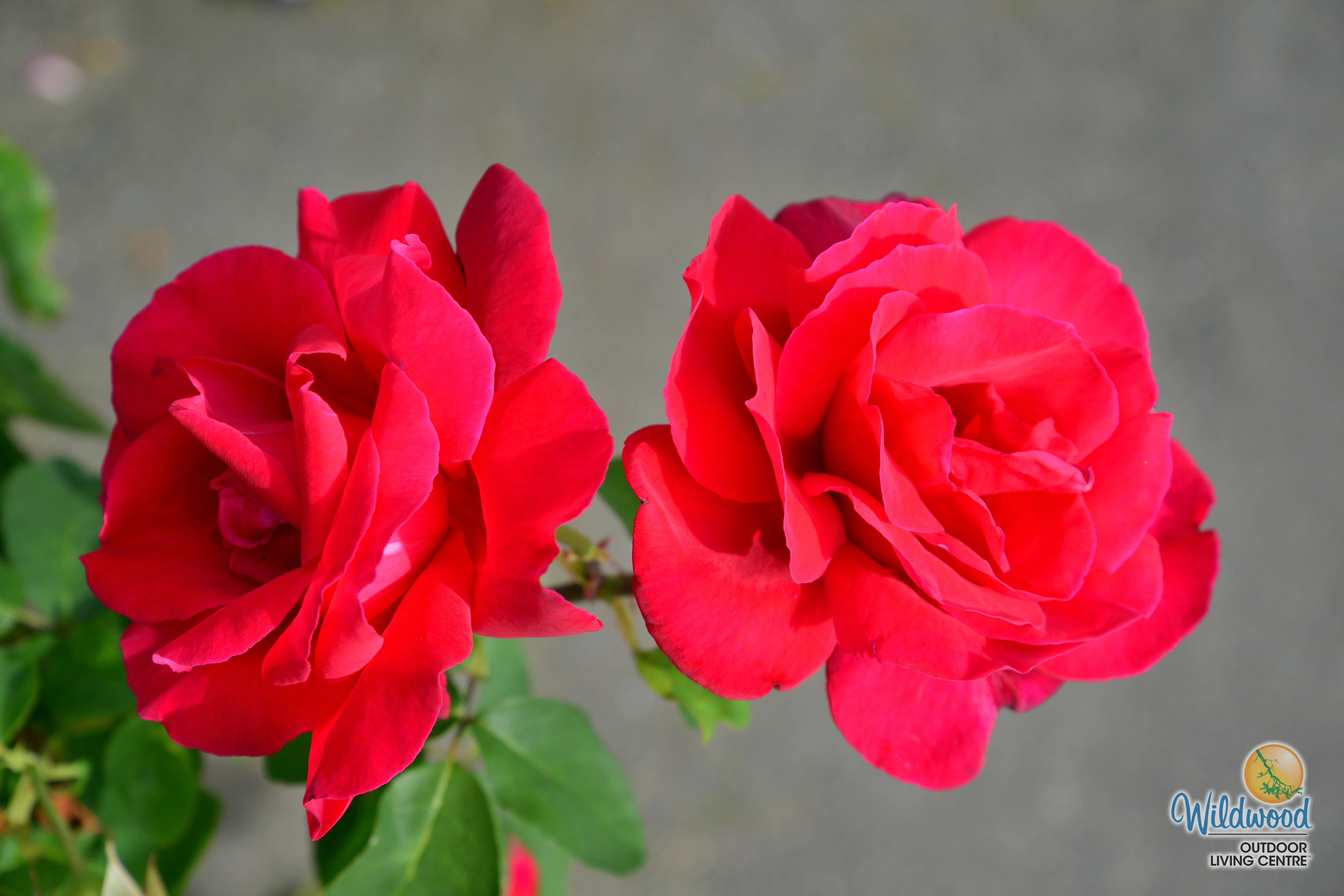 Chrysler Imperial - Star Roses and Plants - Image 10