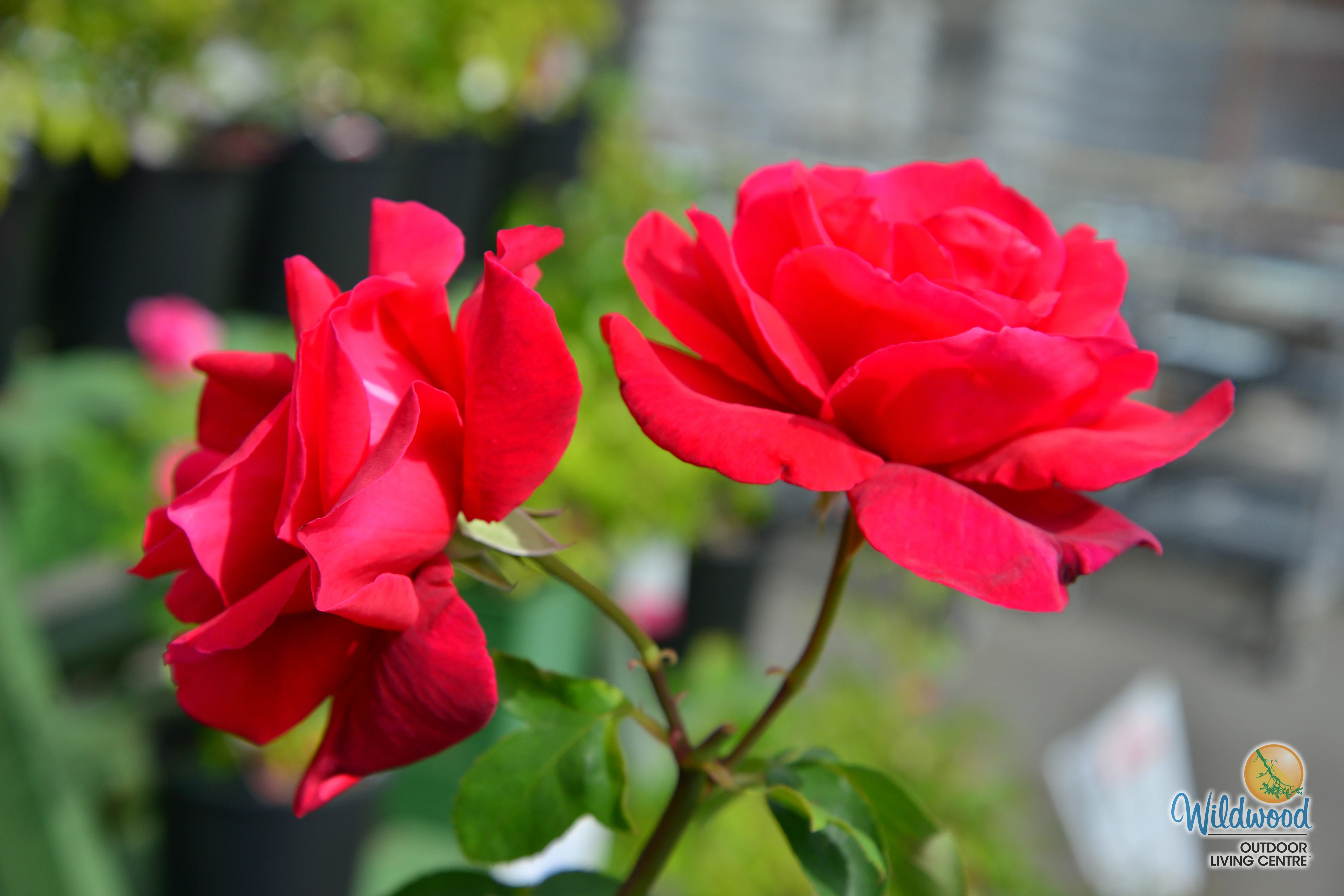 Chrysler Imperial - Star Roses and Plants - Image 11