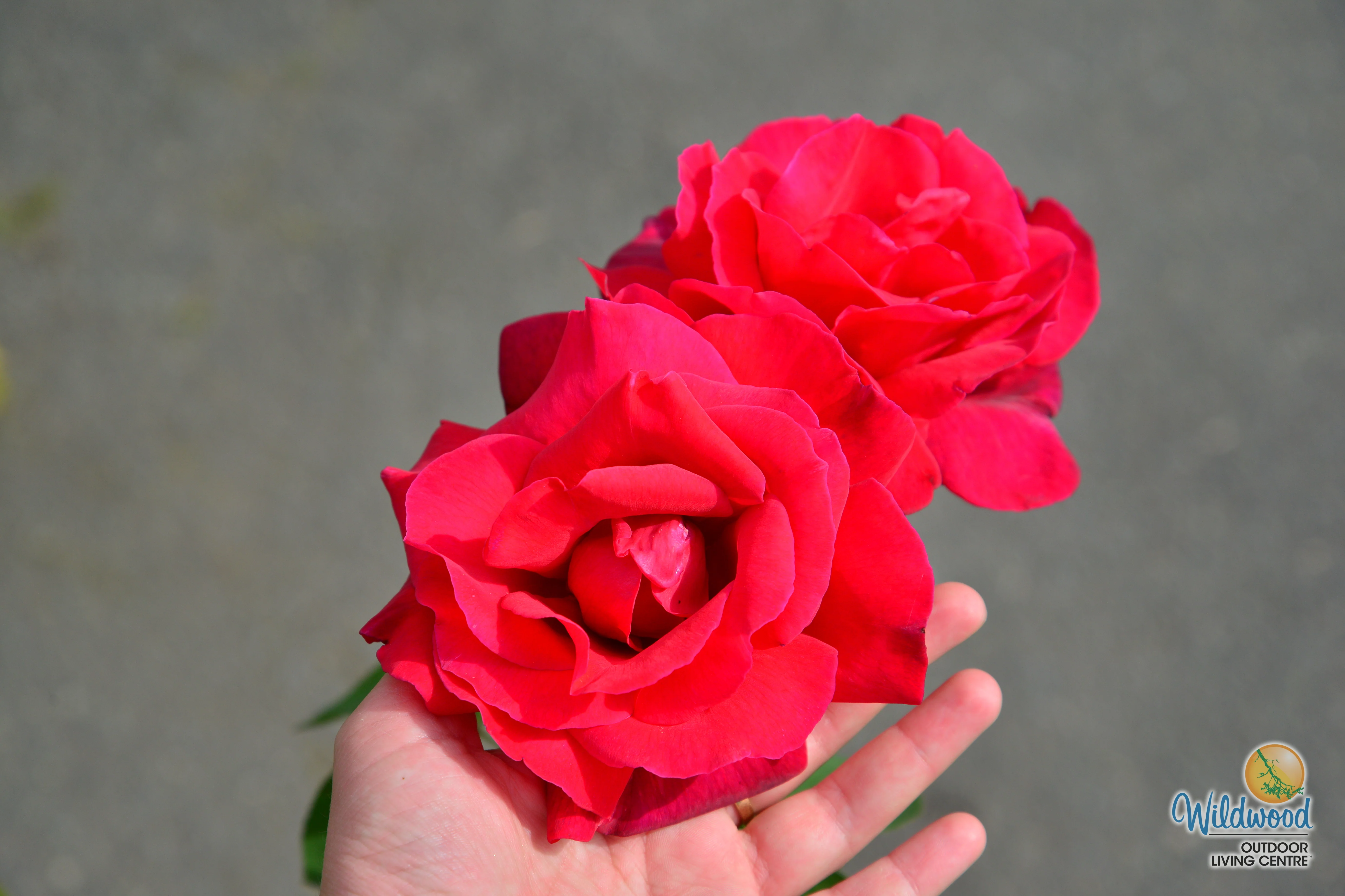 Chrysler Imperial - Star Roses and Plants - Image 12