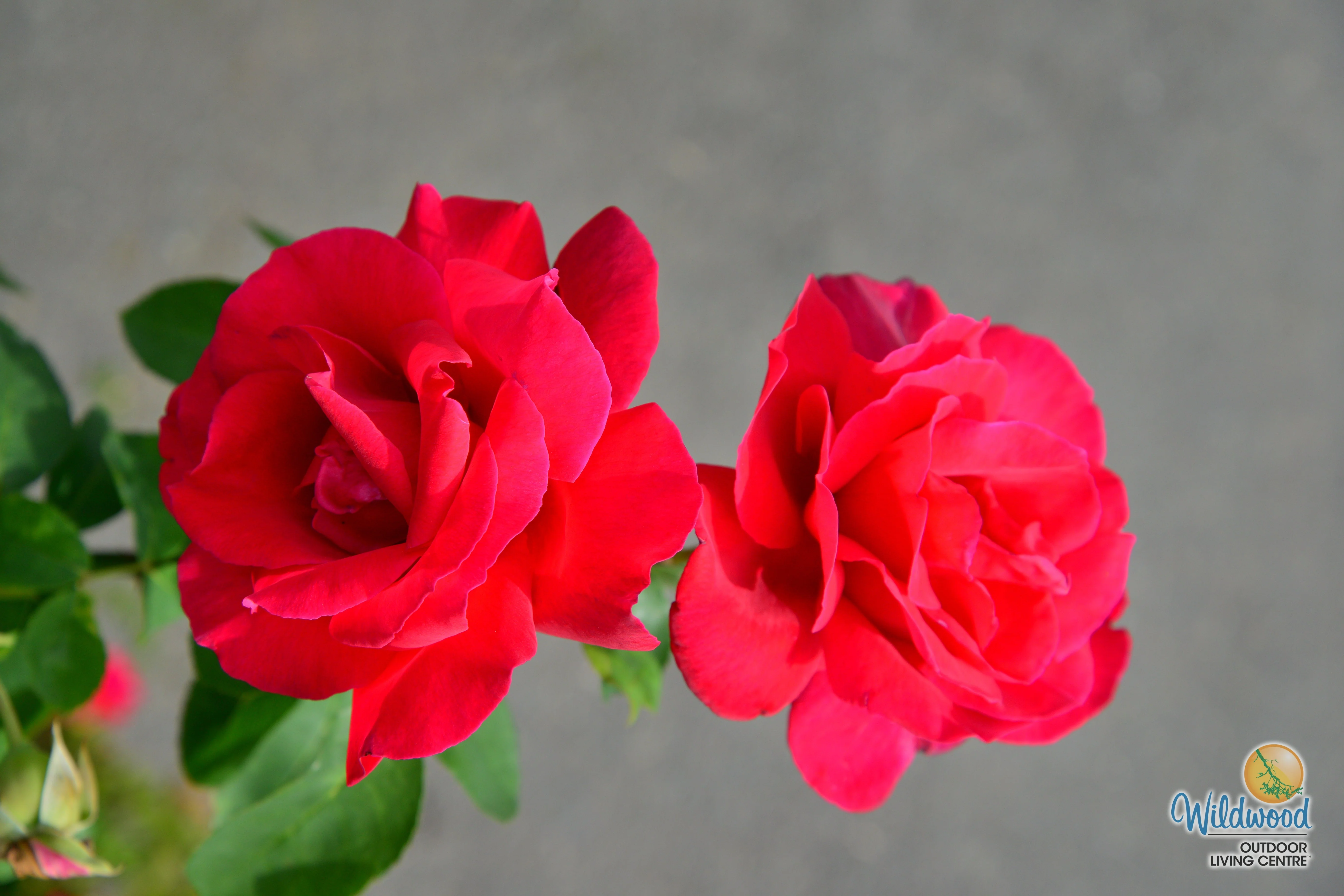 Chrysler Imperial - Star Roses and Plants - Image 13