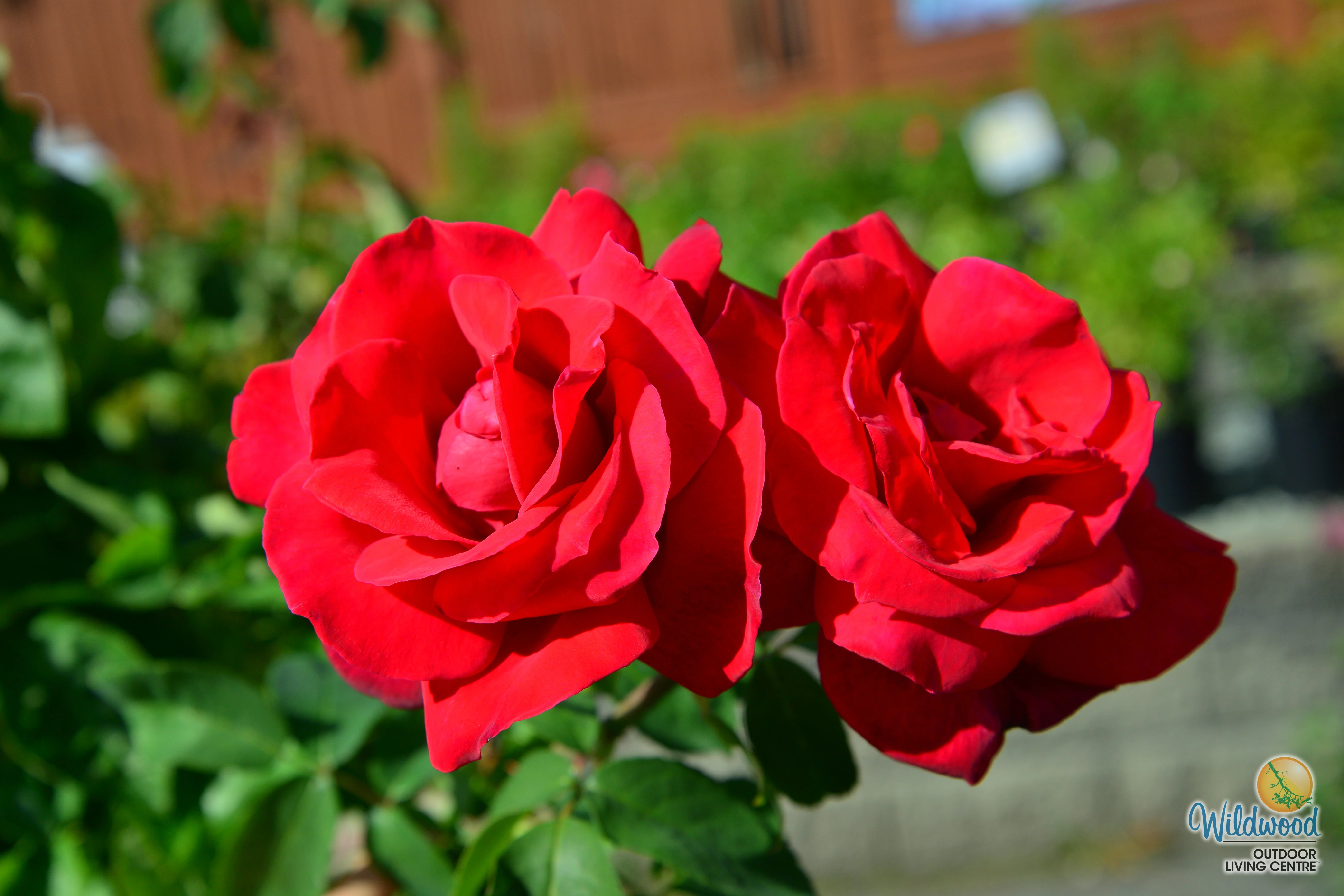 Chrysler Imperial - Star Roses and Plants - Image 2