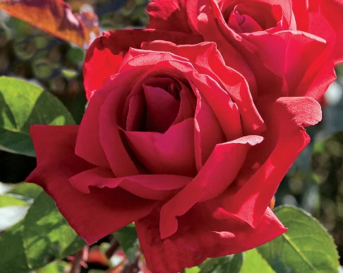 Chrysler Imperial - Star Roses and Plants - Image 3