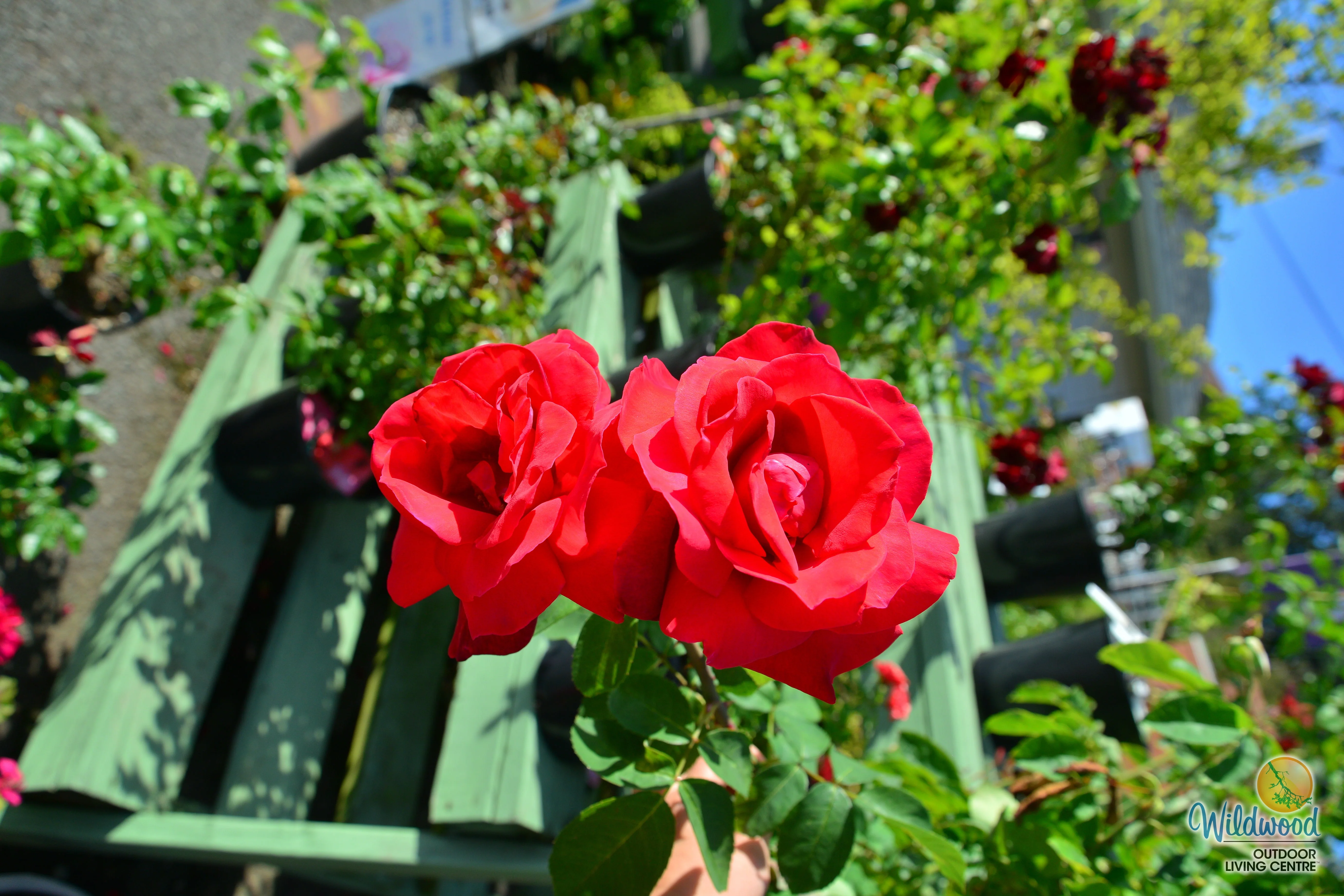 Chrysler Imperial - Star Roses and Plants - Image 4
