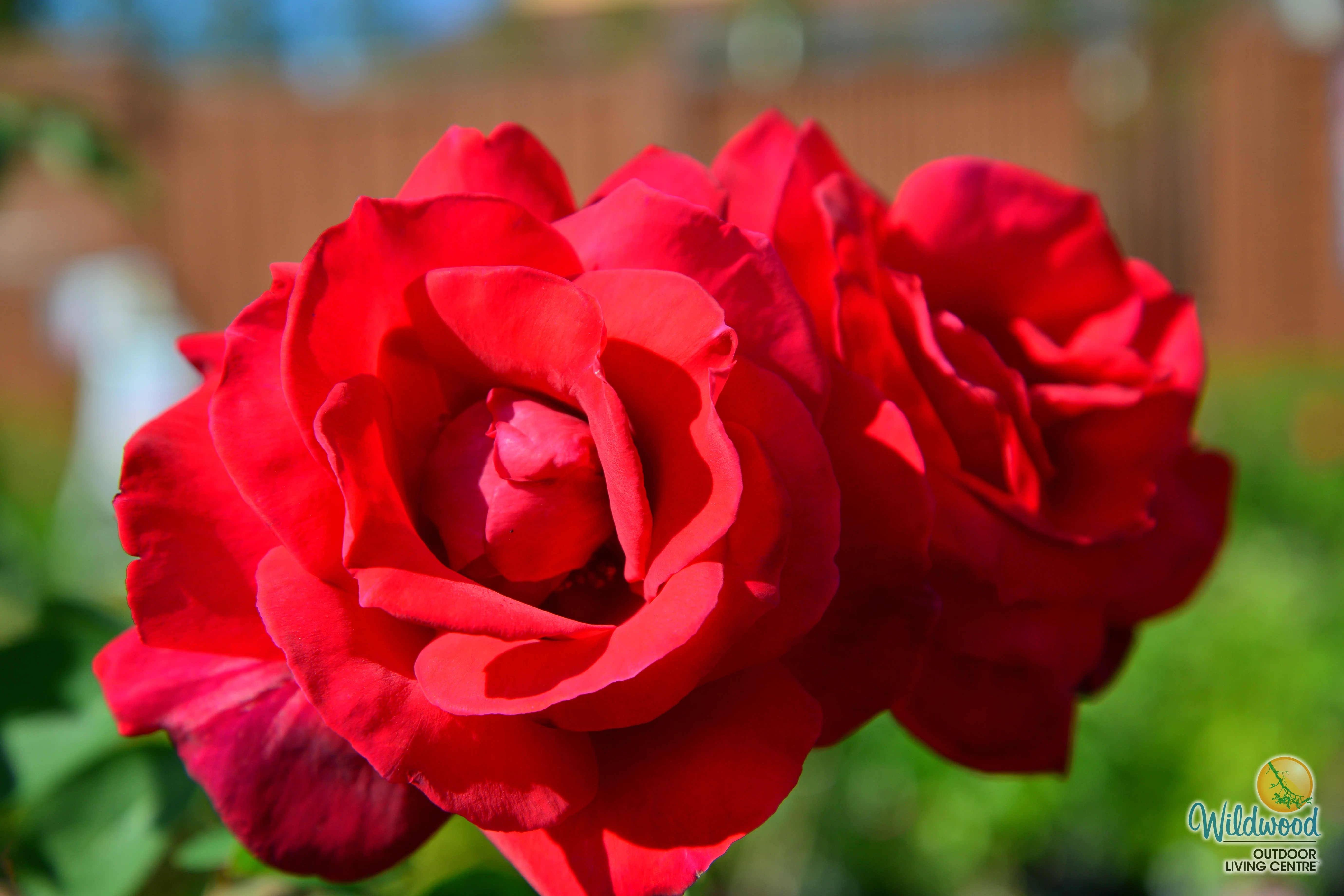 Chrysler Imperial - Star Roses and Plants - Image 5