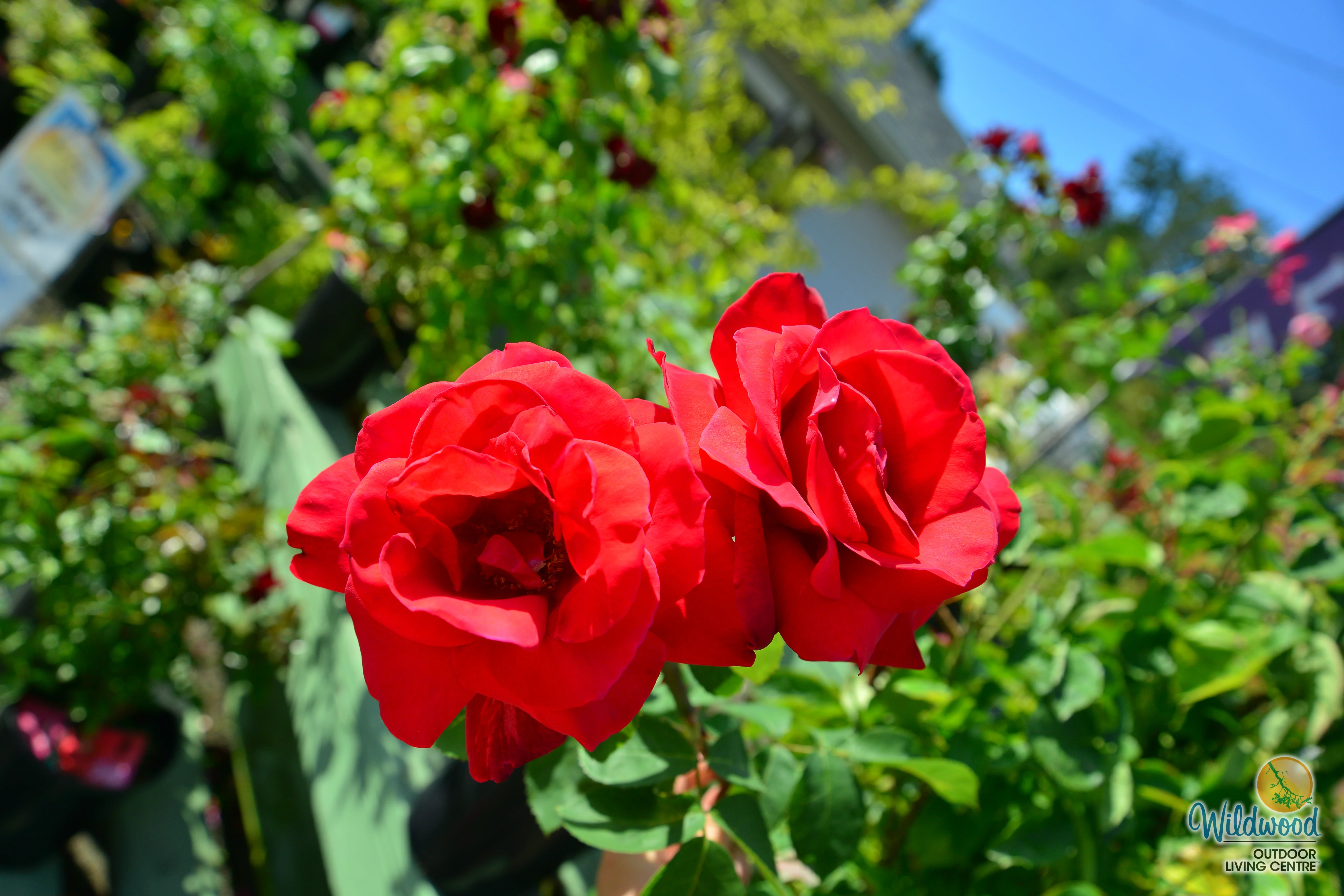 Chrysler Imperial - Star Roses and Plants - Image 6
