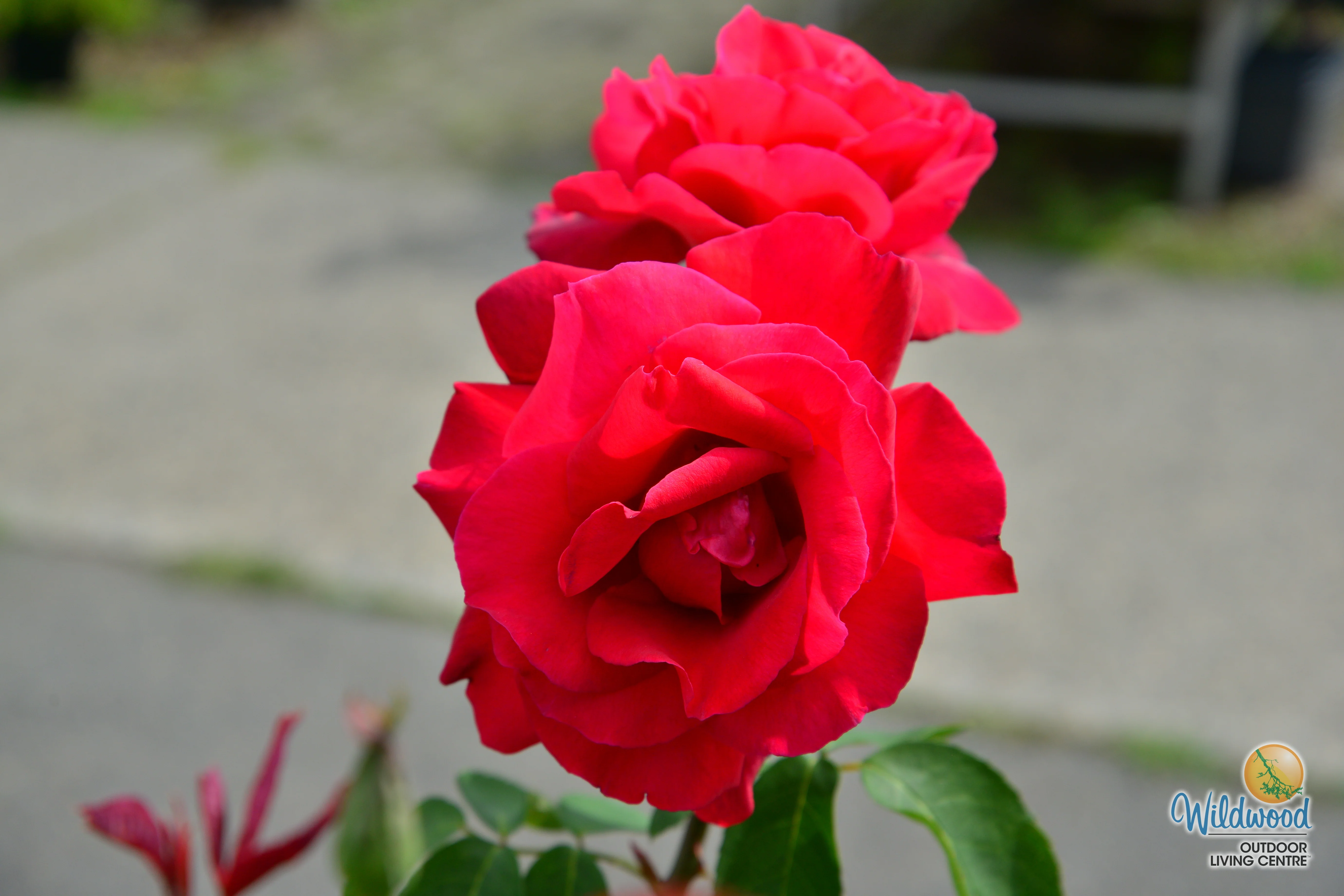 Chrysler Imperial - Star Roses and Plants - Image 7