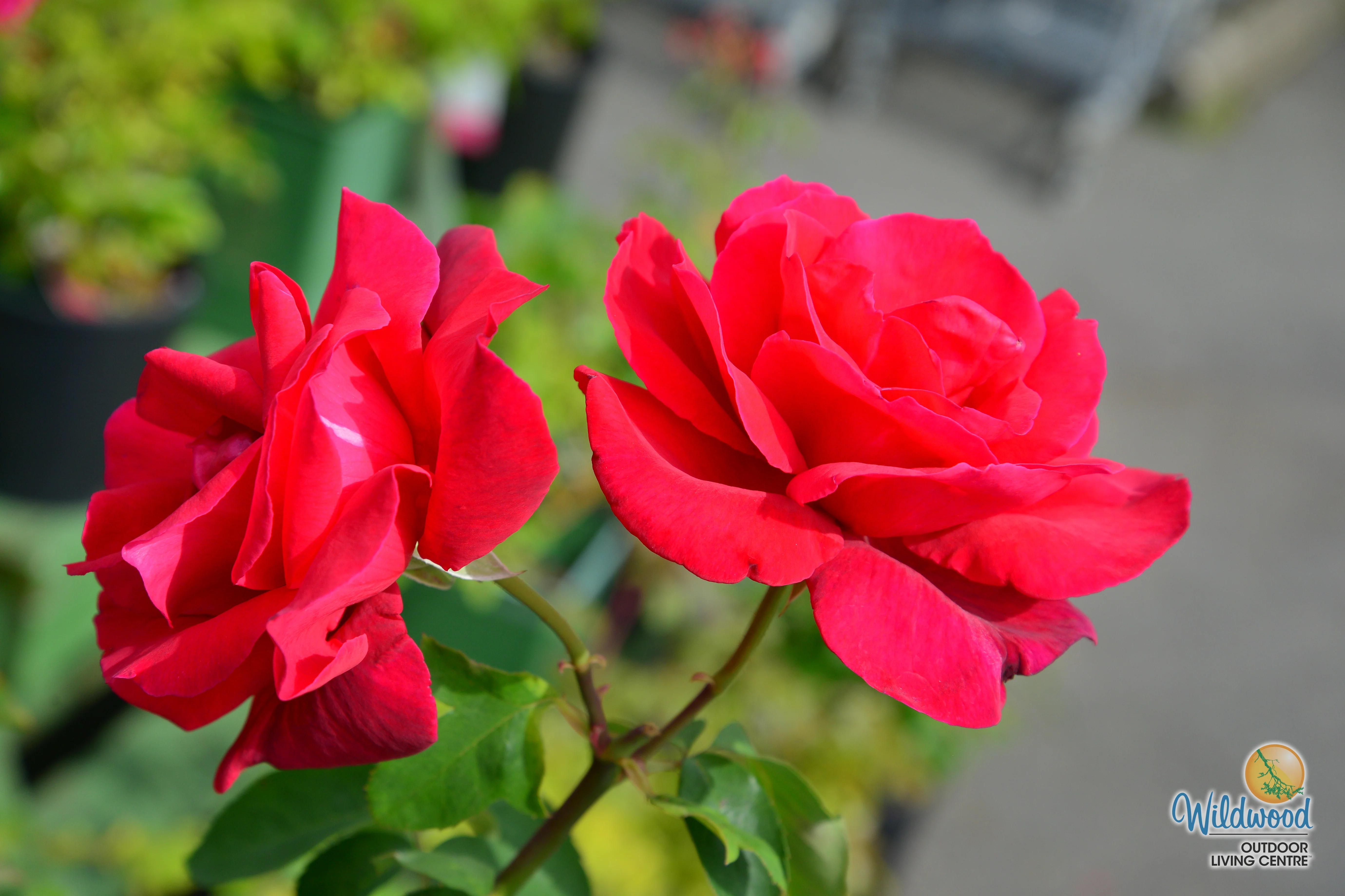 Chrysler Imperial - Star Roses and Plants - Image 8