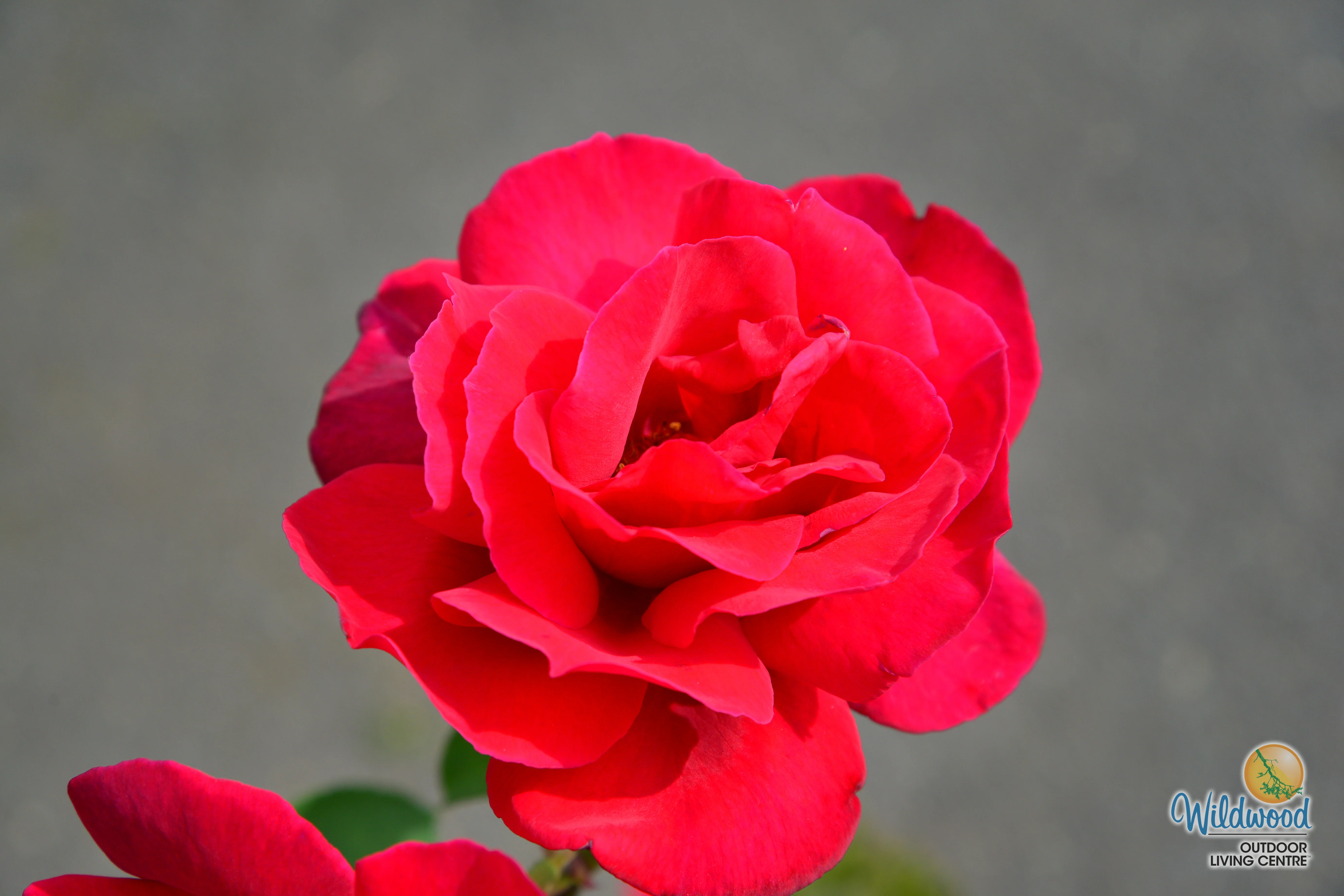 Chrysler Imperial - Star Roses and Plants - Image 9
