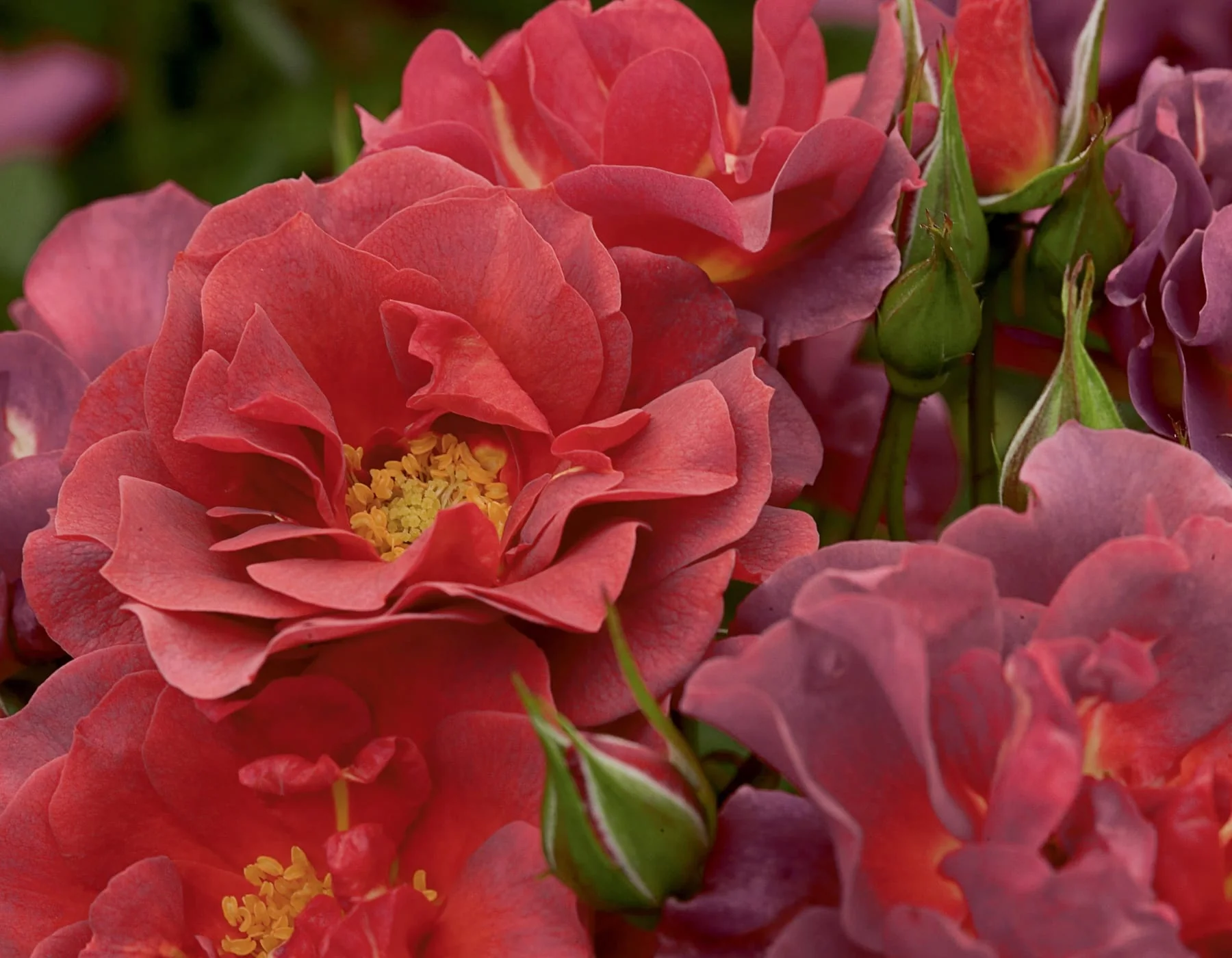 Cinco de Mayo™ - Star Roses and Plants - Image 2