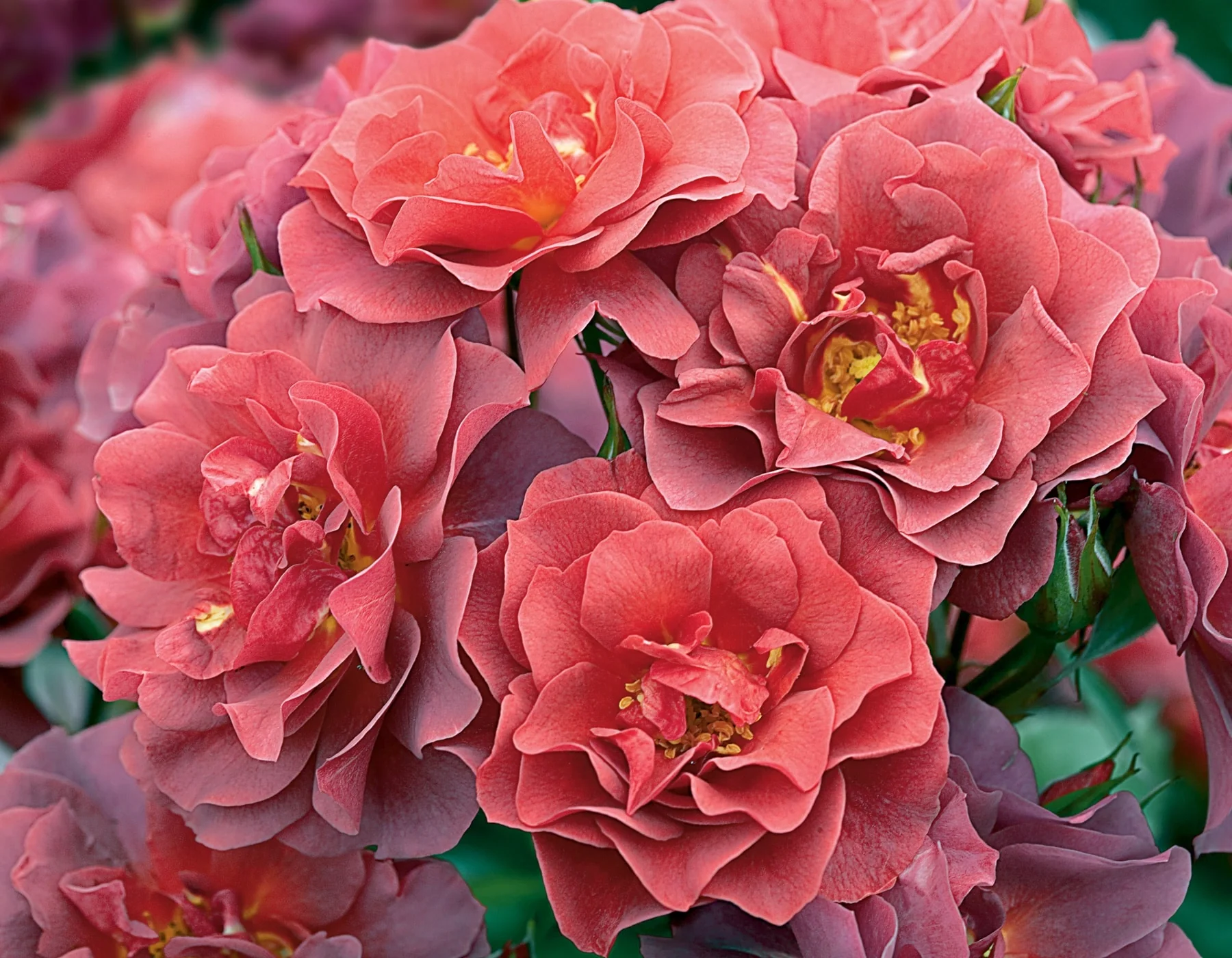 Cinco de Mayo™ - Star Roses and Plants - Image 3
