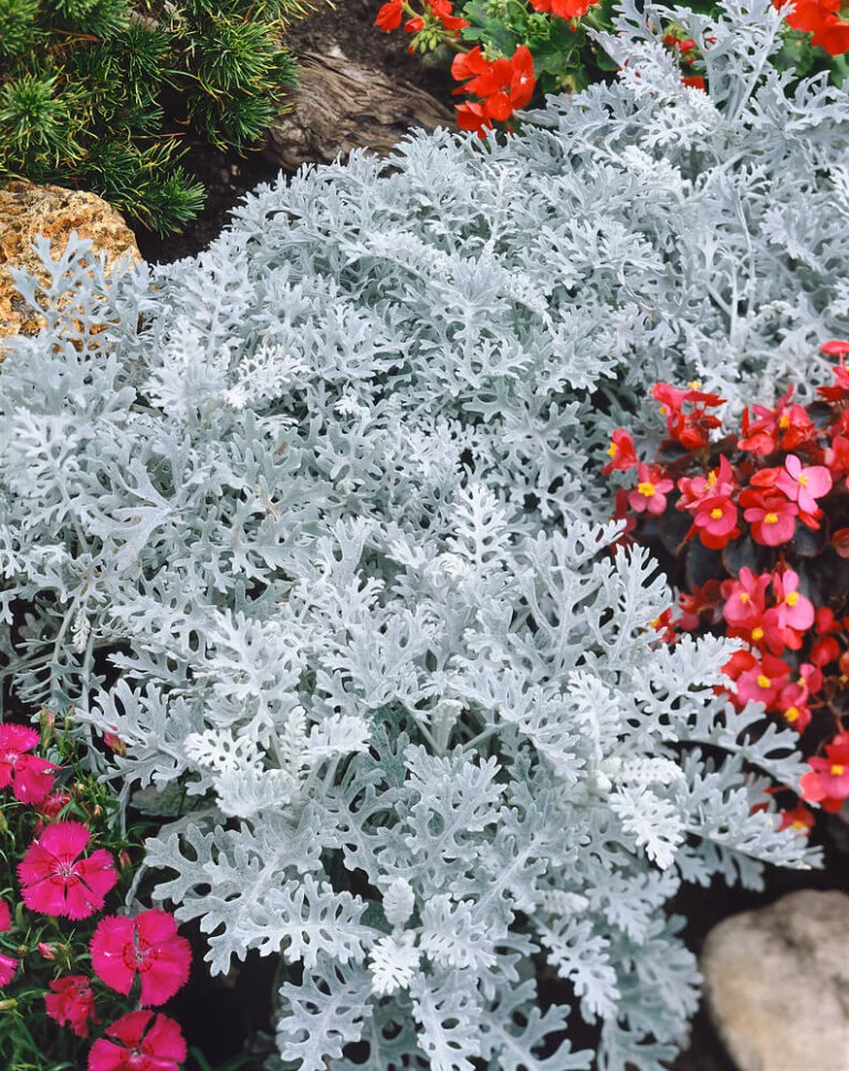 Cineraria Dusty Miller - Ontario Seed Company