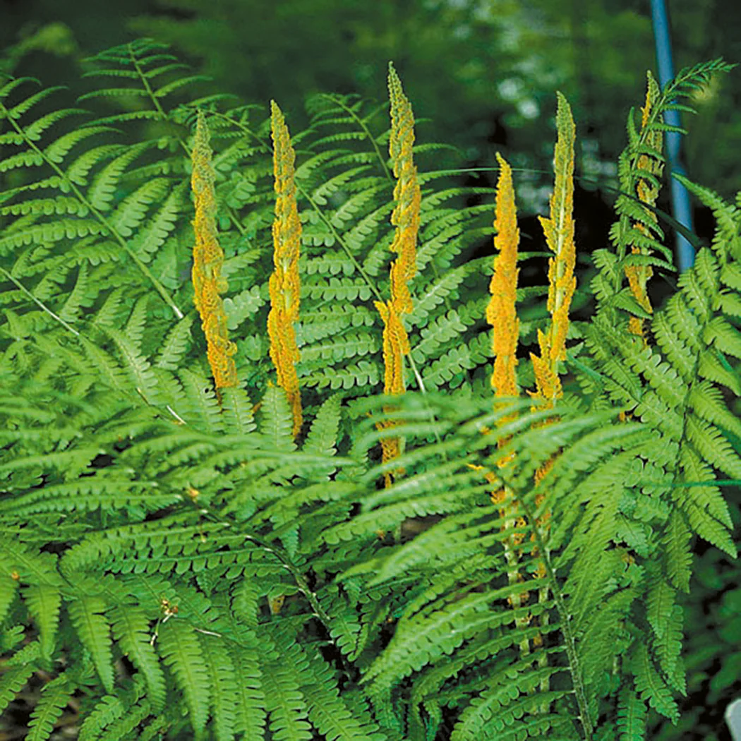 Cinnamon Fern - Osmunda cinnamomea, 1 Pack - Image 2