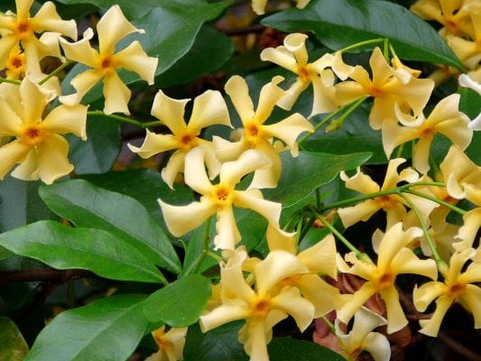 Trachelospermum jasminoides - Star of Tuscany