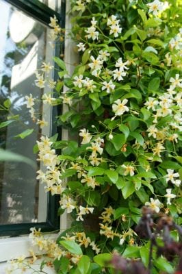 Trachelospermum jasminoides - Star of Tuscany - Image 2
