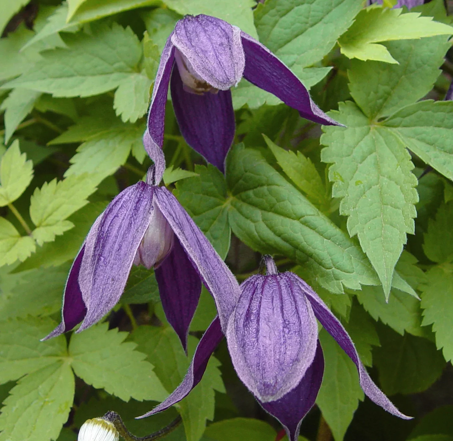 Clematis Alpina Pamela Jackman - Image 3