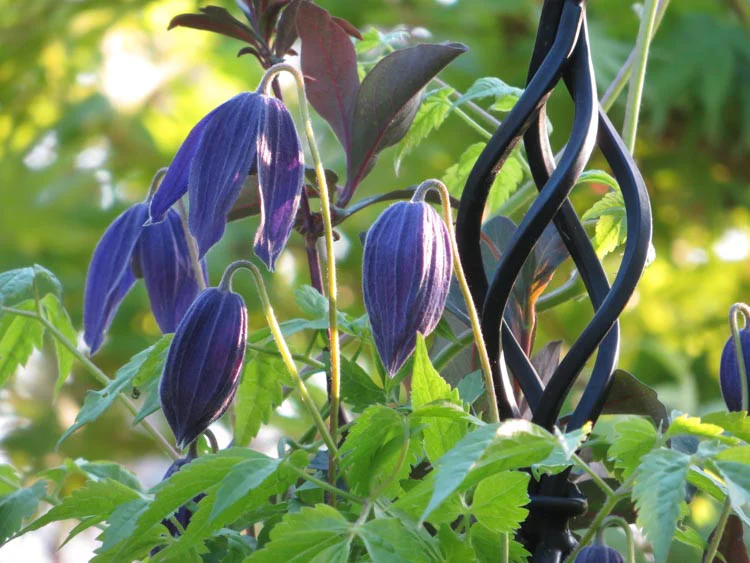 Clematis Alpina Pamela Jackman - Image 4