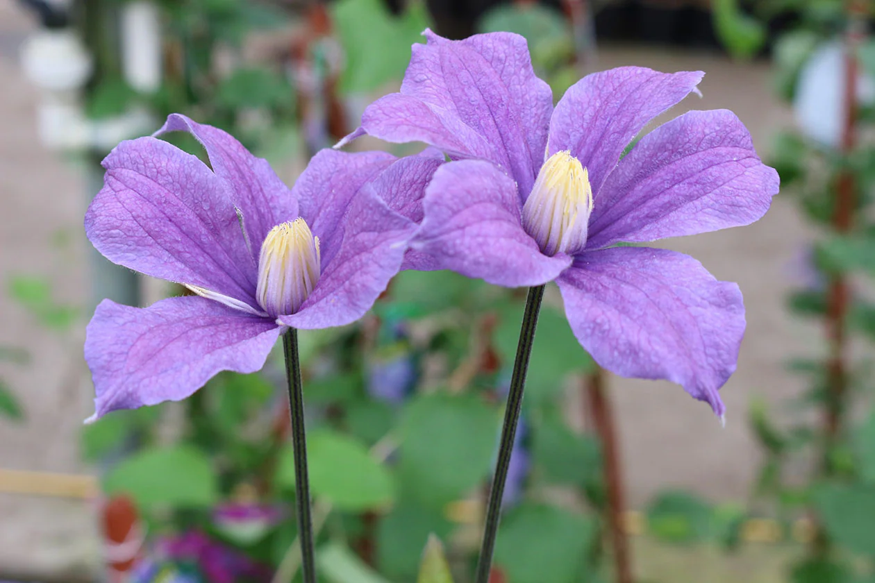 Clematis Arabella - Image 2