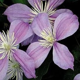 Clematis Arabella - Image 3