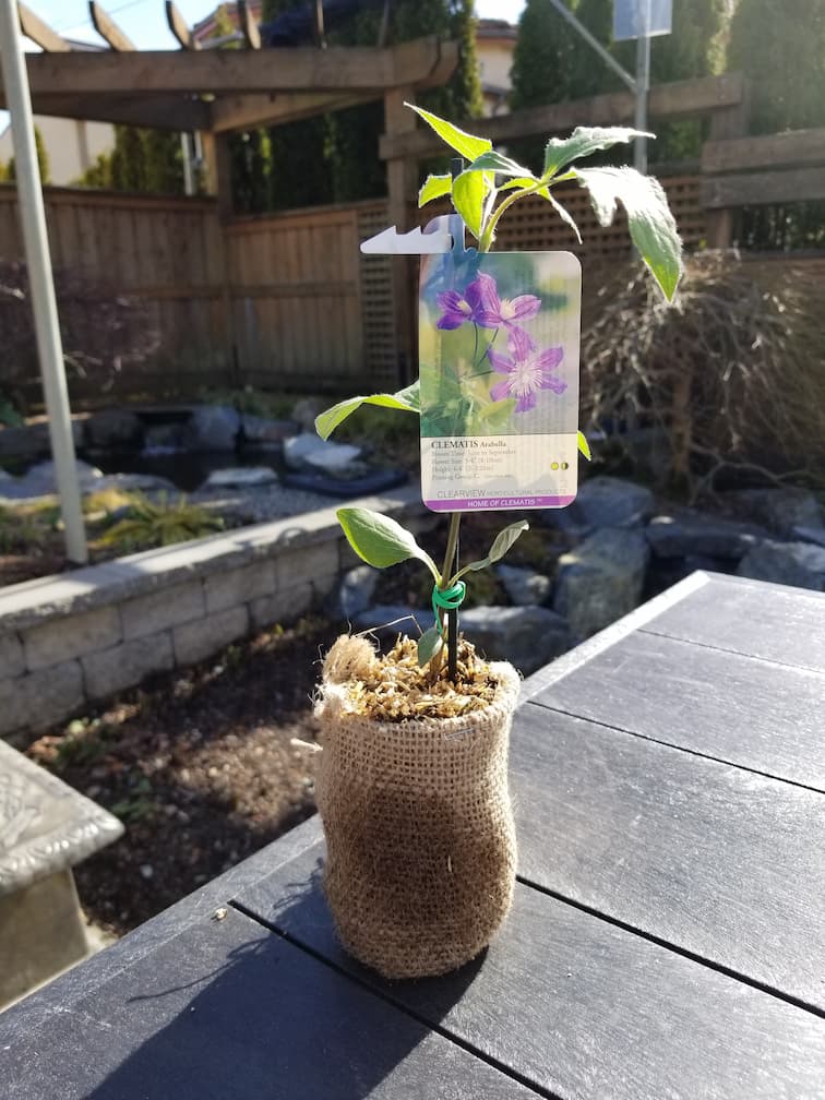 Clematis Arabella - Image 4