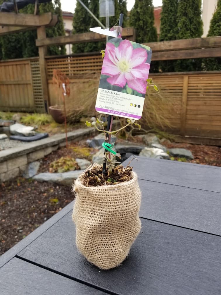 Clematis Asao - Image 3