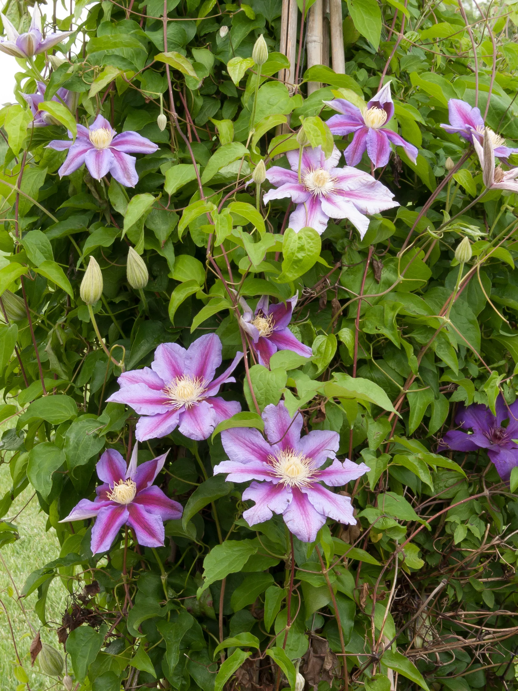 Clematis Barbara Jackman - Image 3