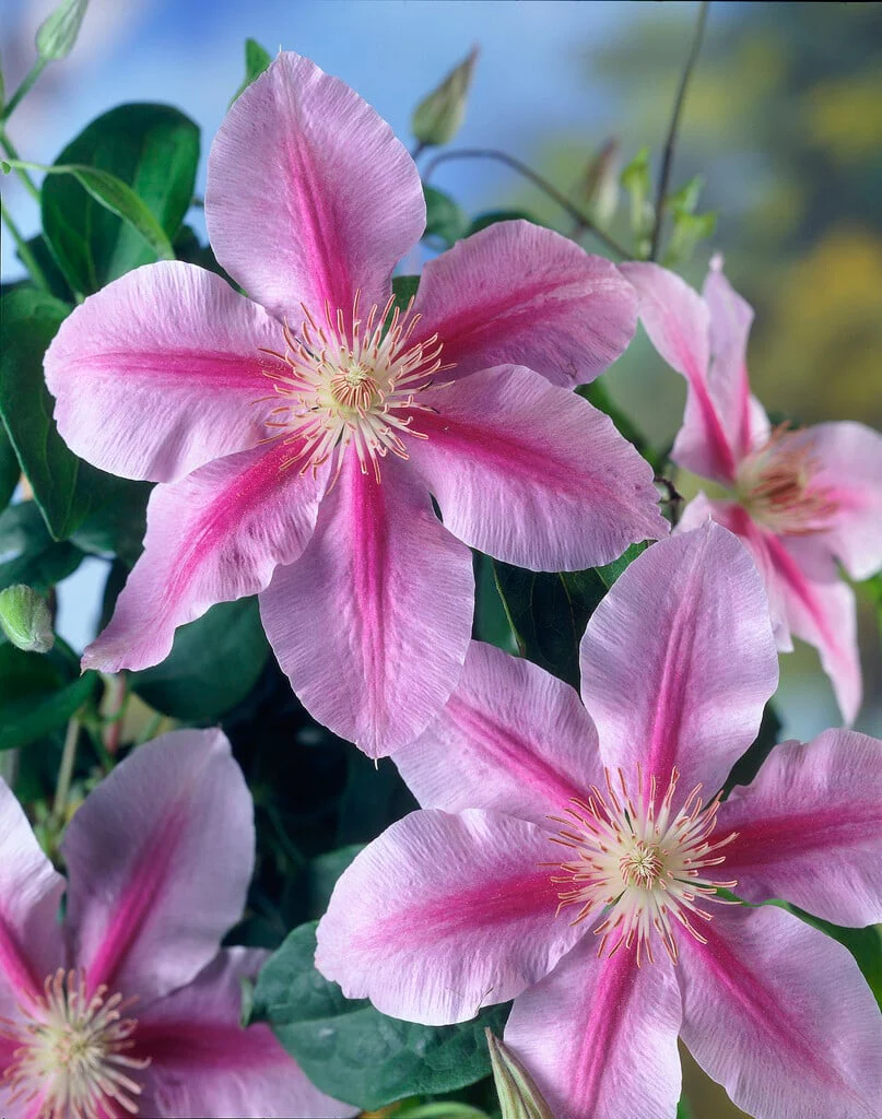 Clematis Bees Jubilee - Image 3