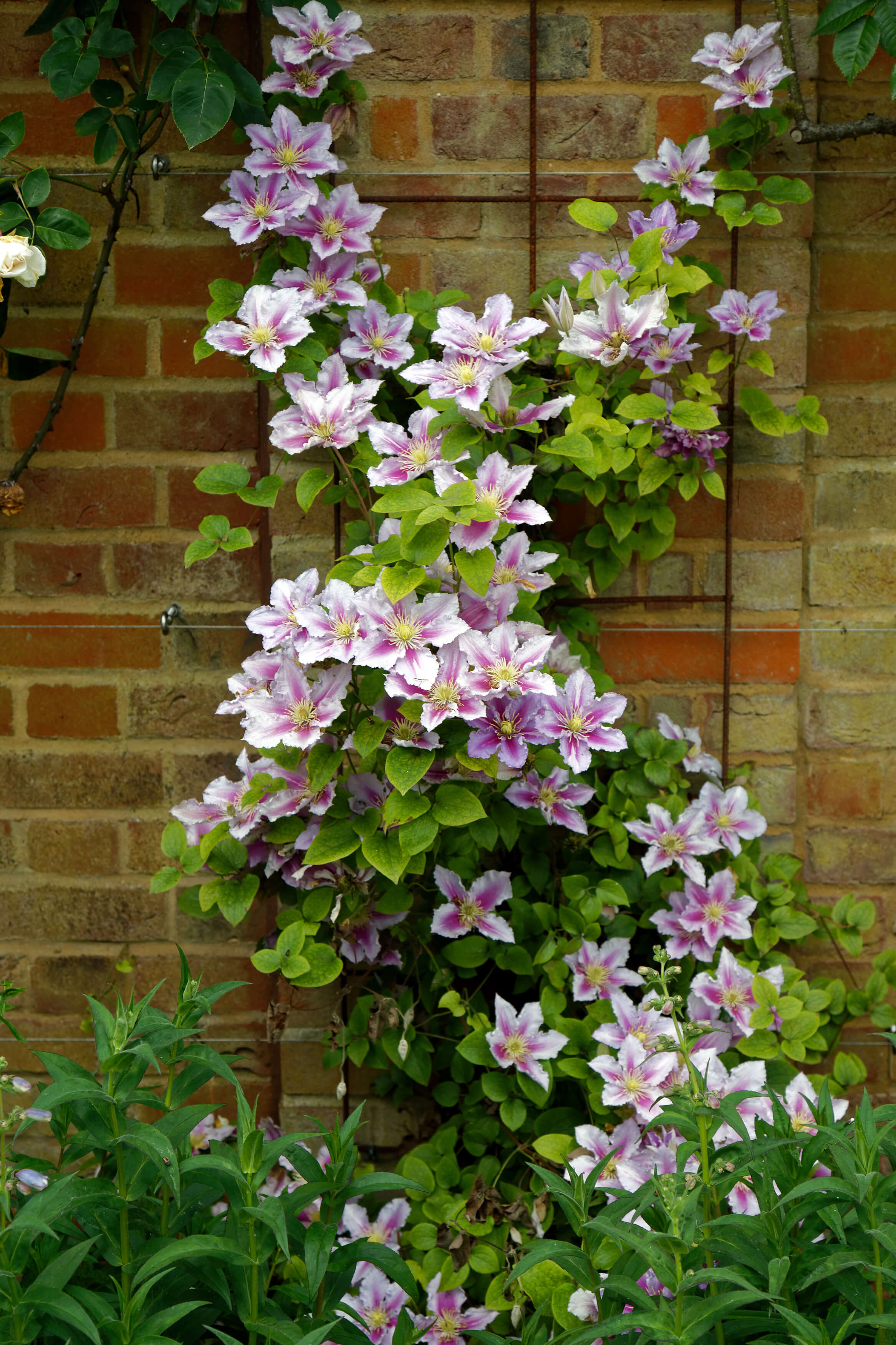 Clematis Bees Jubilee - Image 4