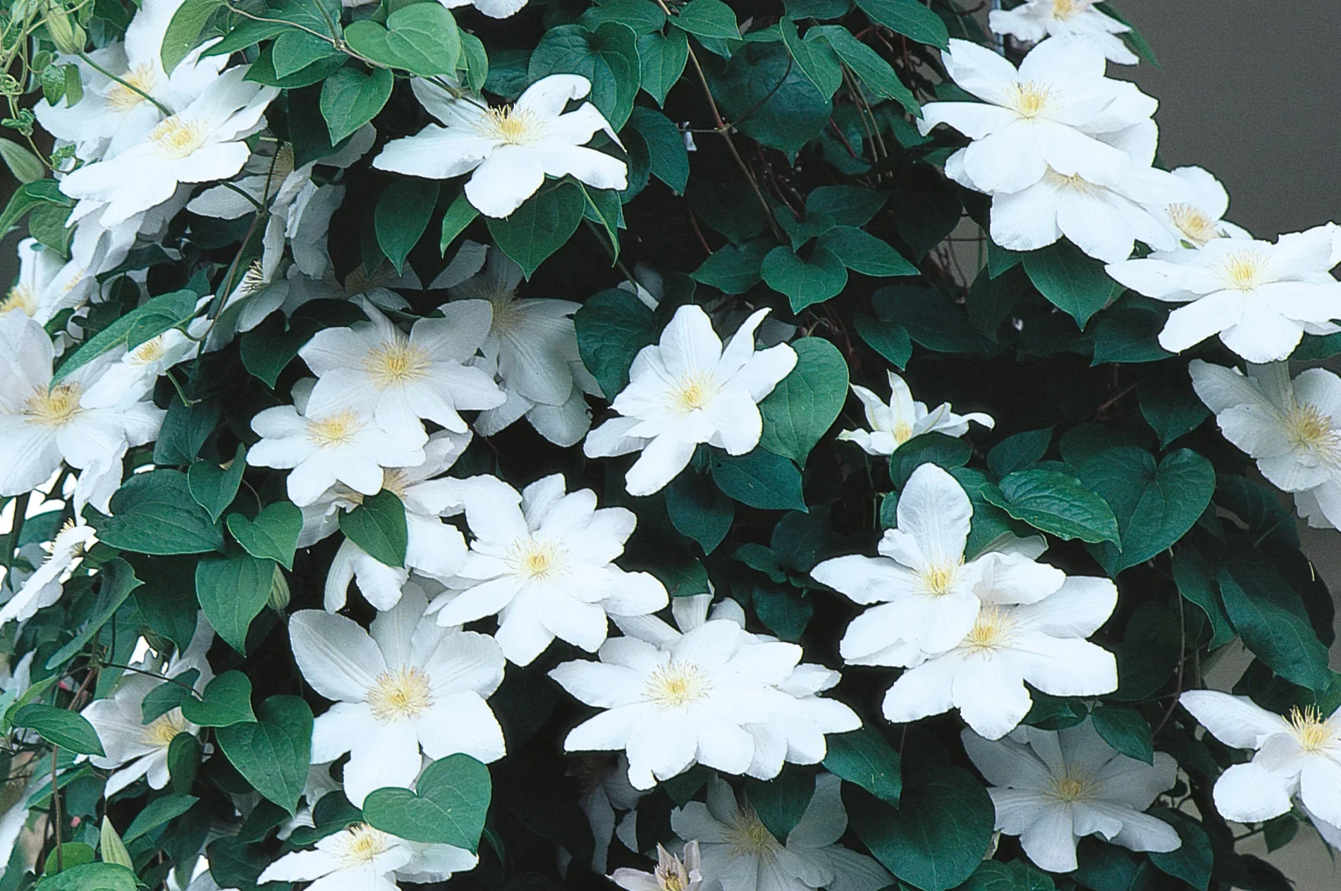 Clematis Candida - Image 3