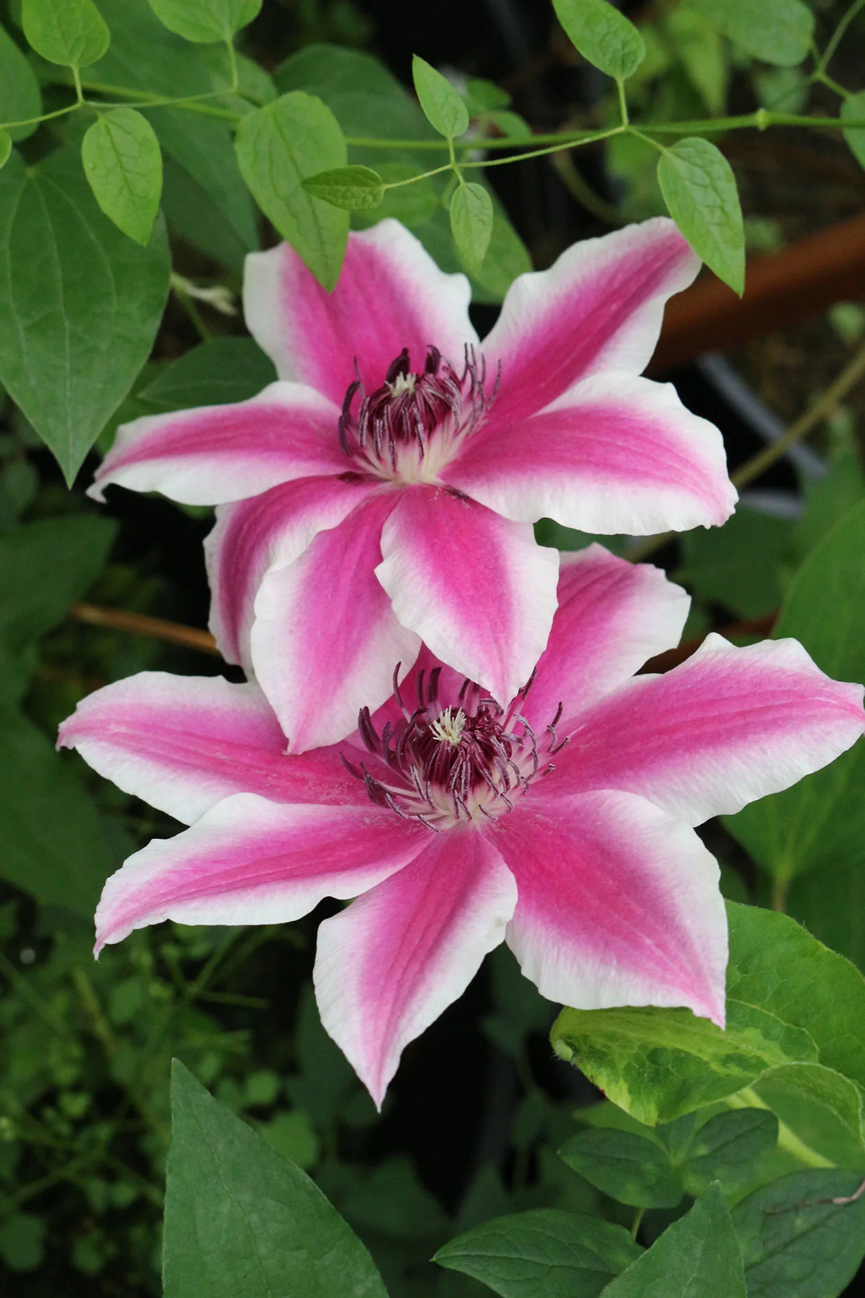 Clematis Carnaby - Image 3
