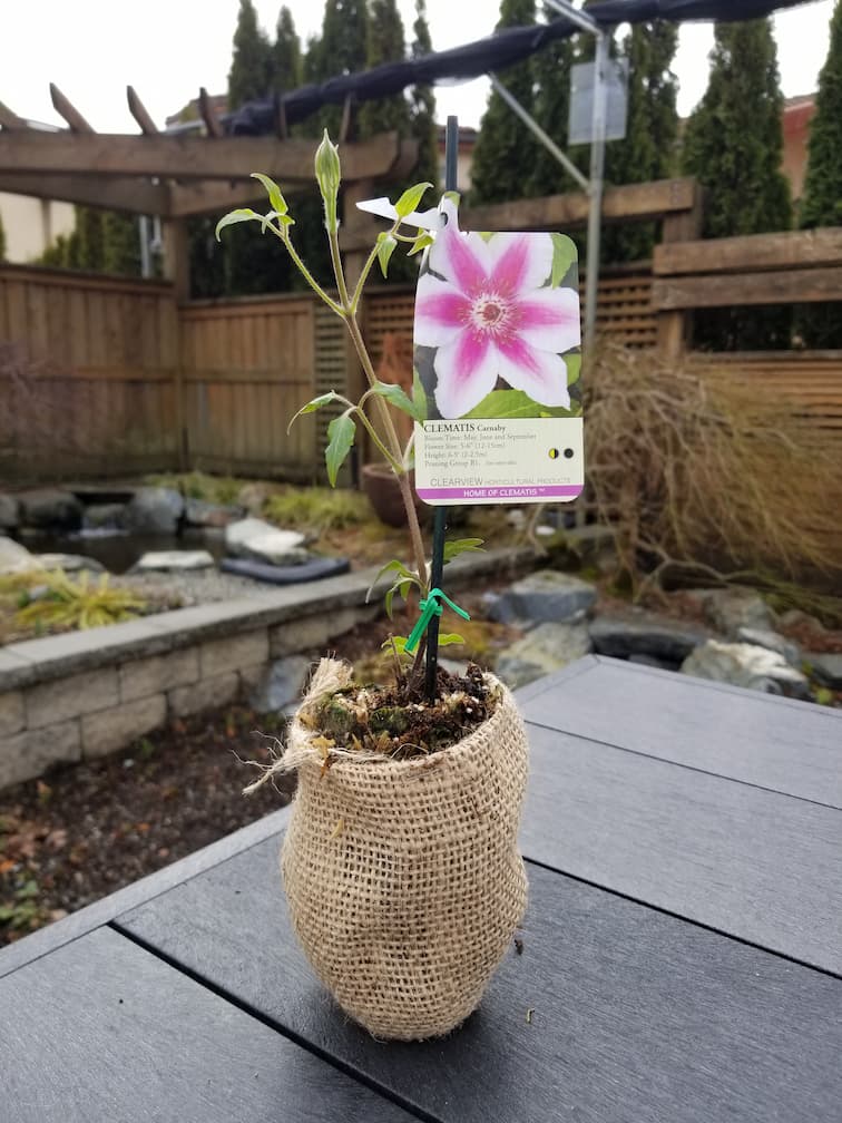Clematis Carnaby - Image 4