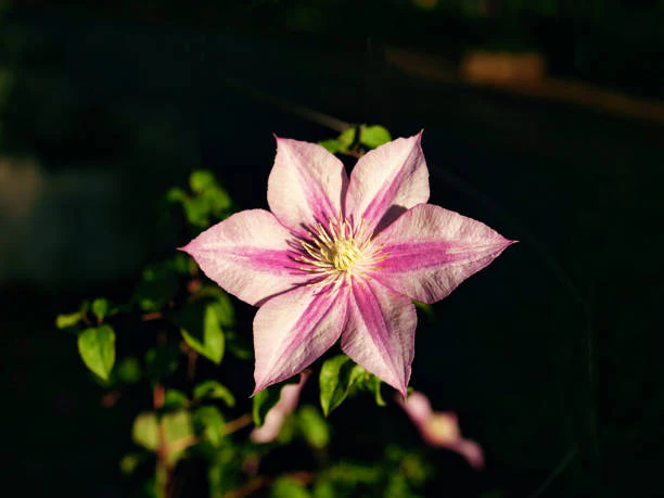 Clematis Caroline - Image 2