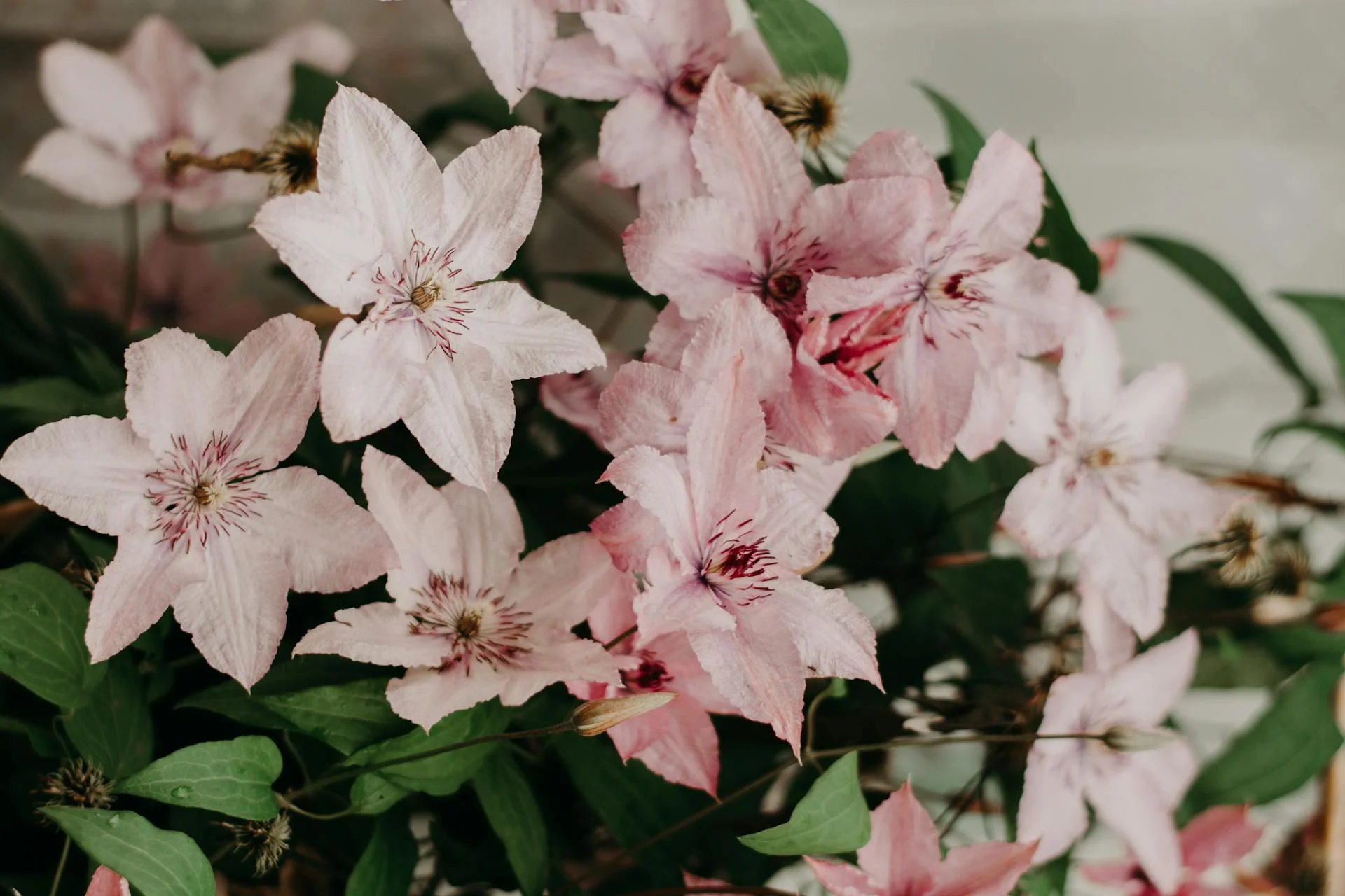 Clematis Caroline - Image 3