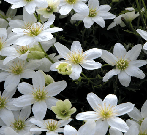 Clematis Cartmanii Joe - Image 2
