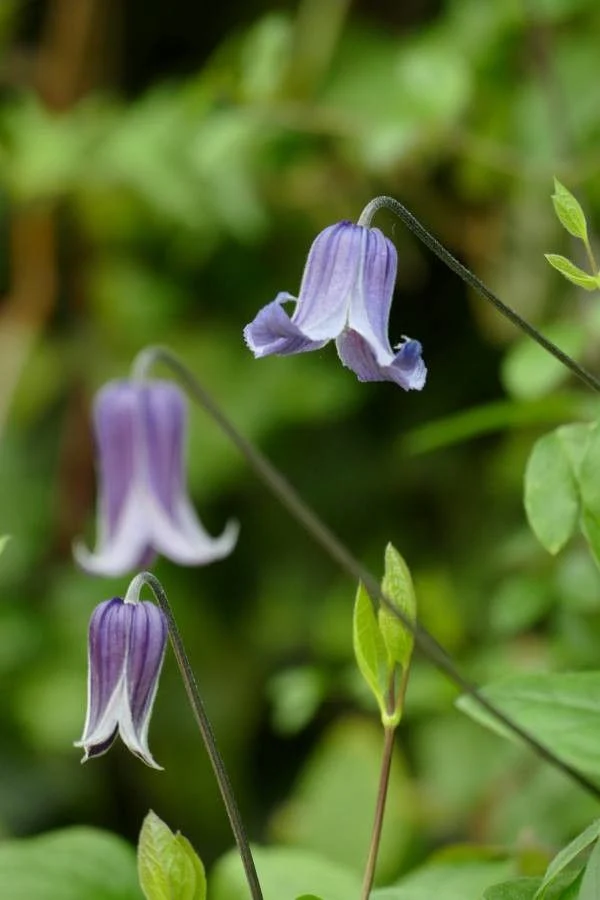 Clematis Crispa - Image 2